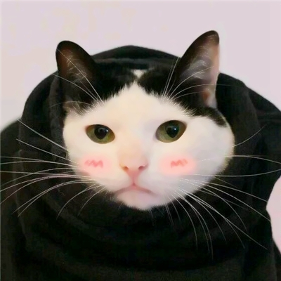 超有趣的猫狗搞怪动物情侣头像推荐 情侣头像 第2张 超有趣的猫狗搞怪动物情侣头像推荐 情侣头像 第2张