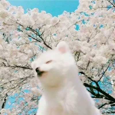 超有趣的猫狗搞怪动物情侣头像推荐 情侣头像 第5张 超有趣的猫狗搞怪动物情侣头像推荐 情侣头像 第5张