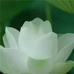 绝美好看的莲花微信头像大全🌸 其它头像 第3张 绝美好看的莲花微信头像大全🌸 其它头像 第3张
