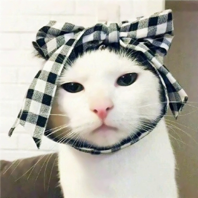 超有趣的猫狗搞怪动物情侣头像推荐 情侣头像 第4张 超有趣的猫狗搞怪动物情侣头像推荐 情侣头像 第4张