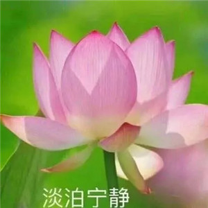 绝美好看的莲花微信头像大全🌸 其它头像 第27张 绝美好看的莲花微信头像大全🌸 其它头像 第27张