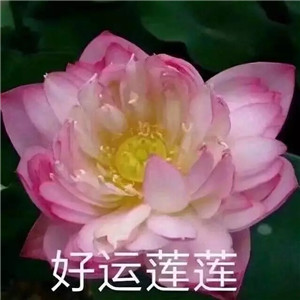 绝美好看的莲花微信头像大全🌸 其它头像 第29张 绝美好看的莲花微信头像大全🌸 其它头像 第29张