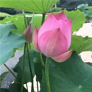 绝美好看的莲花微信头像大全🌸 其它头像 第7张 绝美好看的莲花微信头像大全🌸 其它头像 第7张