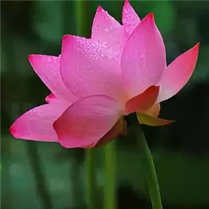 绝美好看的莲花微信头像大全🌸 其它头像 第1张 绝美好看的莲花微信头像大全🌸 其它头像 第1张