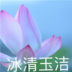 绝美好看的莲花微信头像大全🌸 其它头像 第16张 绝美好看的莲花微信头像大全🌸 其它头像 第16张
