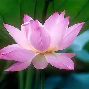 绝美好看的莲花微信头像大全🌸 其它头像 第6张 绝美好看的莲花微信头像大全🌸 其它头像 第6张