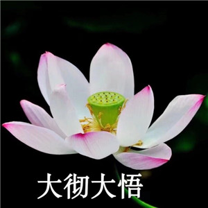 绝美好看的莲花微信头像大全🌸 其它头像 第13张 绝美好看的莲花微信头像大全🌸 其它头像 第13张