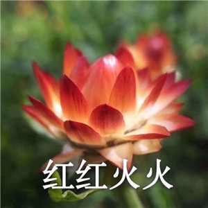 绝美好看的莲花微信头像大全🌸 其它头像 第12张 绝美好看的莲花微信头像大全🌸 其它头像 第12张