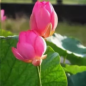 绝美好看的莲花微信头像大全🌸 其它头像 第26张 绝美好看的莲花微信头像大全🌸 其它头像 第26张