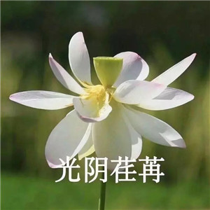 绝美好看的莲花微信头像大全🌸 其它头像 第34张 绝美好看的莲花微信头像大全🌸 其它头像 第34张