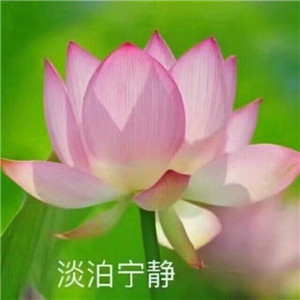 绝美好看的莲花微信头像大全🌸 其它头像 第15张 绝美好看的莲花微信头像大全🌸 其它头像 第15张