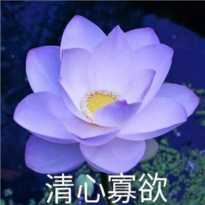 绝美好看的莲花微信头像大全🌸 其它头像 第24张 绝美好看的莲花微信头像大全🌸 其它头像 第24张