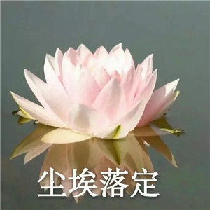 绝美好看的莲花微信头像大全🌸 其它头像 第30张 绝美好看的莲花微信头像大全🌸 其它头像 第30张
