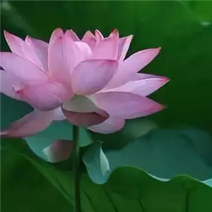 绝美好看的莲花微信头像大全🌸 其它头像 第5张 绝美好看的莲花微信头像大全🌸 其它头像 第5张