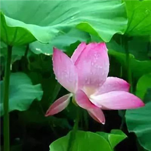 绝美好看的莲花微信头像大全🌸 其它头像 第25张 绝美好看的莲花微信头像大全🌸 其它头像 第25张
