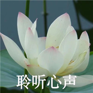 绝美好看的莲花微信头像大全🌸 其它头像 第14张 绝美好看的莲花微信头像大全🌸 其它头像 第14张