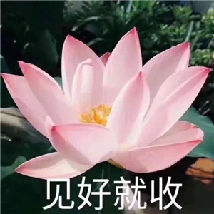 绝美好看的莲花微信头像大全🌸 其它头像 第21张 绝美好看的莲花微信头像大全🌸 其它头像 第21张