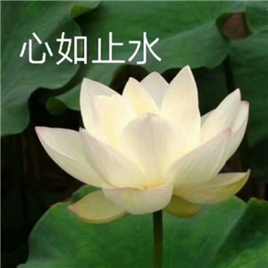 绝美好看的莲花微信头像大全🌸 其它头像 第20张 绝美好看的莲花微信头像大全🌸 其它头像 第20张