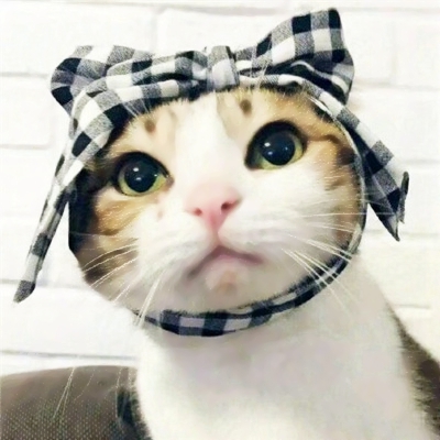 超有趣的猫狗搞怪动物情侣头像推荐 情侣头像 第3张 超有趣的猫狗搞怪动物情侣头像推荐 情侣头像 第3张