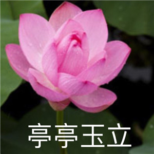 绝美好看的莲花微信头像大全🌸 其它头像 第22张 绝美好看的莲花微信头像大全🌸 其它头像 第22张