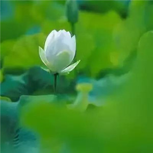 绝美好看的莲花微信头像大全🌸 其它头像 第2张 绝美好看的莲花微信头像大全🌸 其它头像 第2张