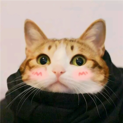 超有趣的猫狗搞怪动物情侣头像推荐