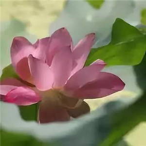 绝美好看的莲花微信头像大全🌸 其它头像 第8张 绝美好看的莲花微信头像大全🌸 其它头像 第8张