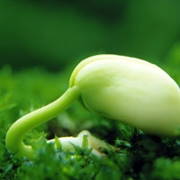 🌱被这组清新绿芽头像大全美到！满满生命气息 其它头像 第4张