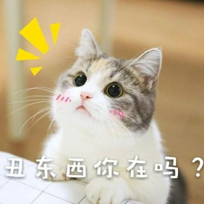 🐱超萌!带字猫咪头像来袭,萌趣又吸睛 动物头像 第10张 🐱超萌!带字猫咪头像来袭,萌趣又吸睛 动物头像 第10张