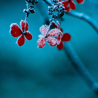 被美哭😭这些唯美QQ雪景头像太绝啦 风景头像 第16张 被美哭😭这些唯美QQ雪景头像太绝啦 风景头像 第16张