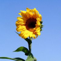 🌻被这组清新高清的向日葵头像美到啦！ 其它头像 第14张