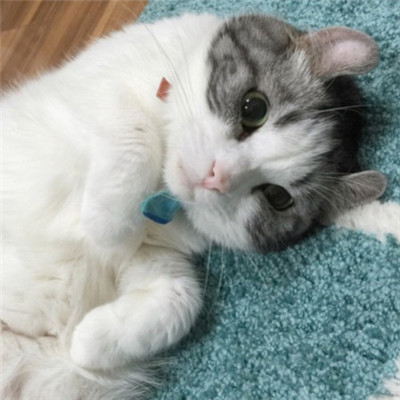 🐱猫奴必看!超萌卷耳猫微信头像来袭 动物头像 第8张 🐱猫奴必看!超萌卷耳猫微信头像来袭 动物头像 第8张