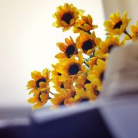 🌻被这组清新高清的向日葵头像美到啦！ 其它头像 第6张