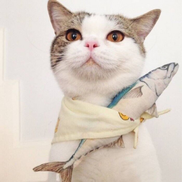 🐱超萌!精选高清可爱猫咪微信头像合集来啦 动物头像 第13张 🐱超萌!精选高清可爱猫咪微信头像合集来啦 动物头像 第13张
