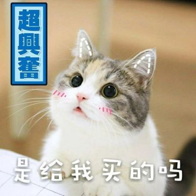 🐱超萌!带字猫咪头像来袭,萌趣又吸睛 动物头像 第13张 🐱超萌!带字猫咪头像来袭,萌趣又吸睛 动物头像 第13张