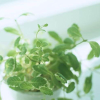 被这些清新好运植物微信头像美到啦 其它头像 第12张 被这些清新好运植物微信头像美到啦 其它头像 第12张