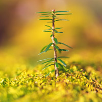 🌱被这组清新绿芽头像大全美到！满满生命气息 其它头像 第15张
