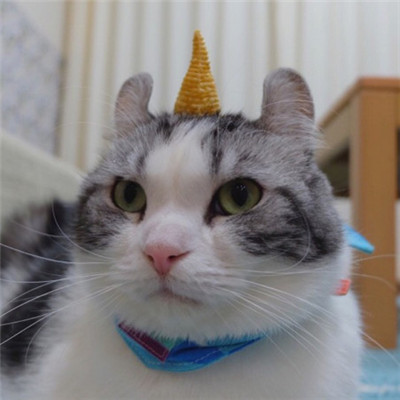 🐱猫奴必看!超萌卷耳猫微信头像来袭 动物头像 第2张 🐱猫奴必看!超萌卷耳猫微信头像来袭 动物头像 第2张