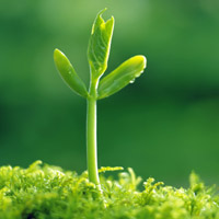 🌱被这组清新绿芽头像大全美到！满满生命气息 其它头像 第1张