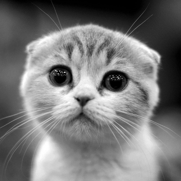 🐱超萌!精选高清可爱猫咪微信头像合集来啦 动物头像 第14张 🐱超萌!精选高清可爱猫咪微信头像合集来啦 动物头像 第14张