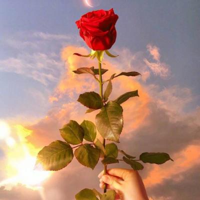 🌸唯美花朵微信头像来袭，每一张都美到心巴上！  其它头像 第16张