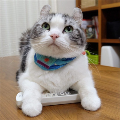 🐱猫奴必看!超萌卷耳猫微信头像来袭 动物头像 第5张 🐱猫奴必看!超萌卷耳猫微信头像来袭 动物头像 第5张