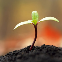🌱被这组清新绿芽头像大全美到！满满生命气息 其它头像 第10张
