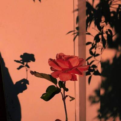 🌸唯美花朵微信头像来袭，每一张都美到心巴上！  其它头像 第7张