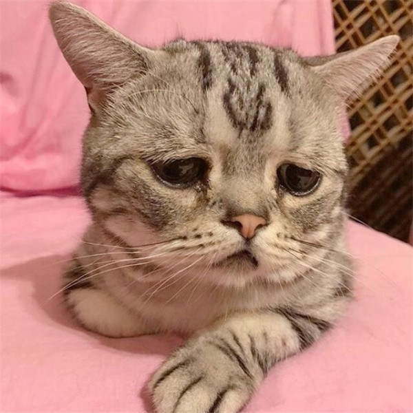 🐱超萌!精选高清可爱猫咪微信头像合集来啦 动物头像 第6张 🐱超萌!精选高清可爱猫咪微信头像合集来啦 动物头像 第6张