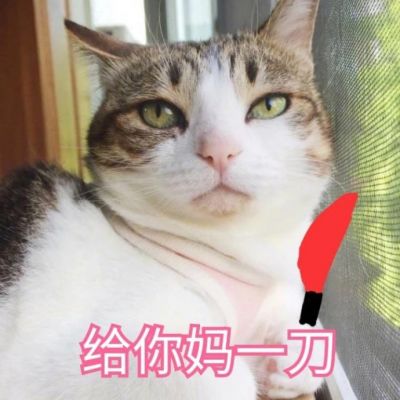🐱超萌!带字猫咪头像来袭,萌趣又吸睛 动物头像 第6张 🐱超萌!带字猫咪头像来袭,萌趣又吸睛 动物头像 第6张
