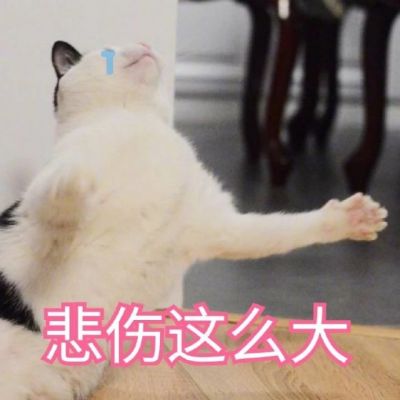 🐱超萌!带字猫咪头像来袭,萌趣又吸睛 动物头像 第8张 🐱超萌!带字猫咪头像来袭,萌趣又吸睛 动物头像 第8张