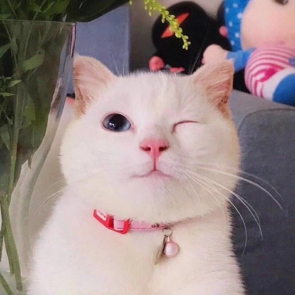 🐱超萌!精选高清可爱猫咪微信头像合集来啦 动物头像 第11张 🐱超萌!精选高清可爱猫咪微信头像合集来啦 动物头像 第11张