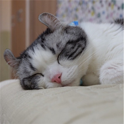 🐱猫奴必看!超萌卷耳猫微信头像来袭 动物头像 第9张 🐱猫奴必看!超萌卷耳猫微信头像来袭 动物头像 第9张