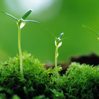 🌱被这组清新绿芽头像大全美到！满满生命气息 其它头像 第11张